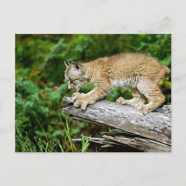 Canadian Lynx Kitten Ready to Pounce Postcard (Front)