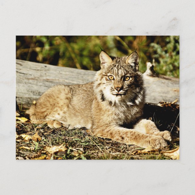 Canadian Lynx Postcard (Front)