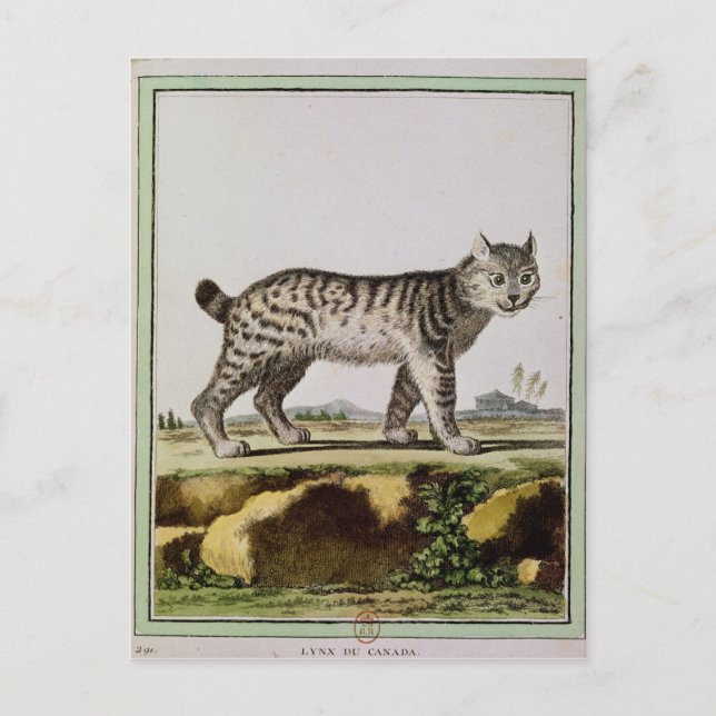 Canadian Lynx Postcard (Front)