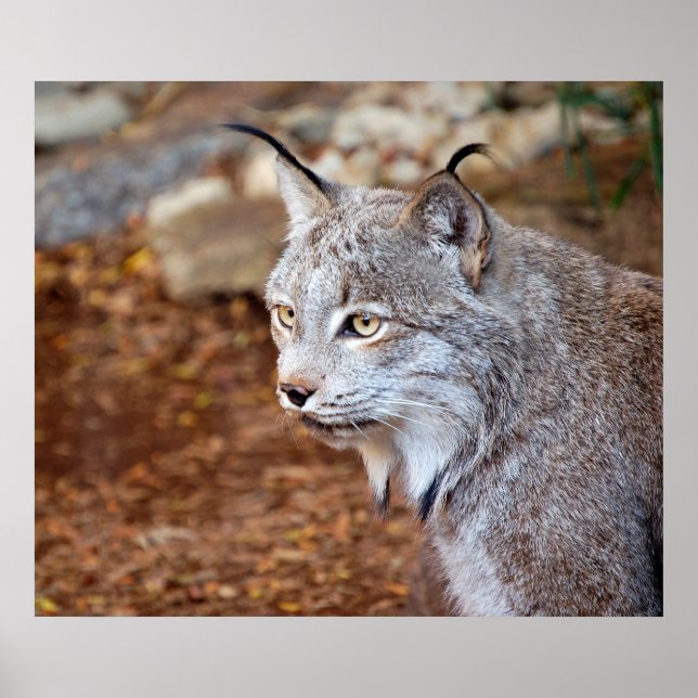 Canadian Lynx Poster (Front)