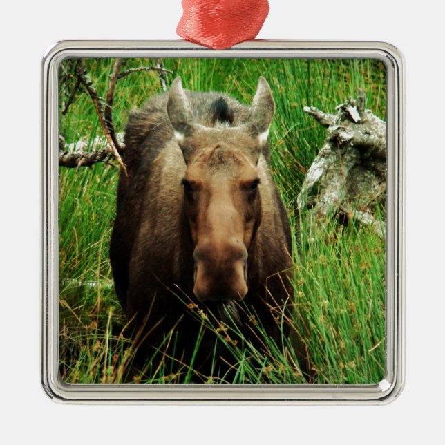 Canadian Moose Metal Ornament (Front)