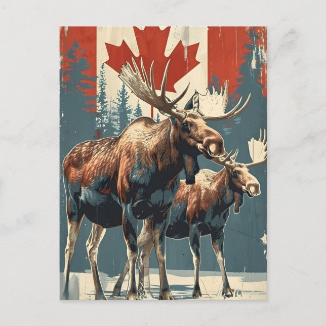 Canadian moose vintgage postcard (Front)