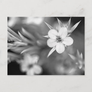 Canadian Plum Flower Postcard