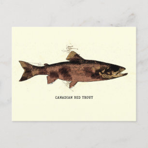 Canadian Red Trout Vintage Illustration Sketch Postcard