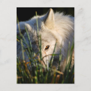 Canadian Timber Wolf Postcard