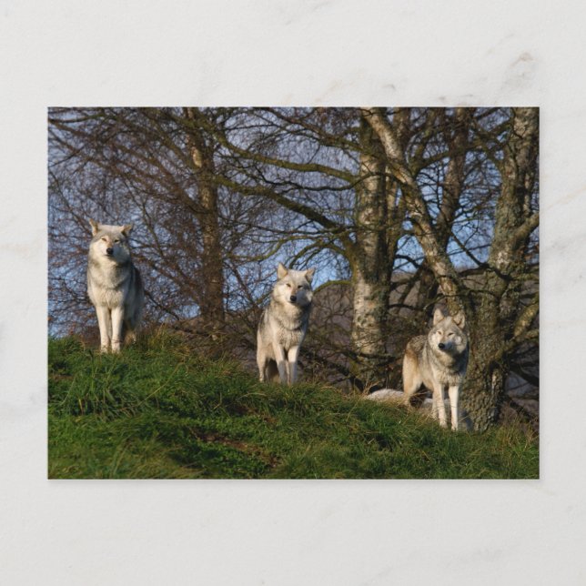 Canadian Timber Wolf Postcard (Front)