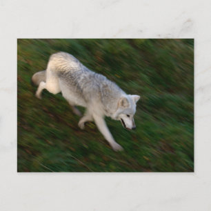 Canadian Timber Wolf Postcard