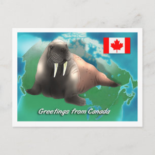 Canadian Walrus Postcard