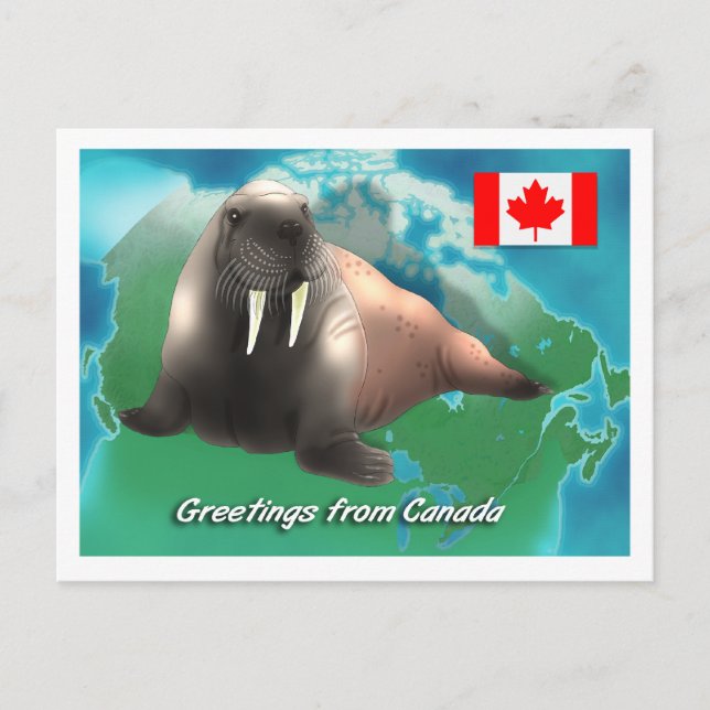 Canadian Walrus Postcard (Front)