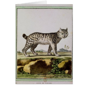 Canadien Lynx