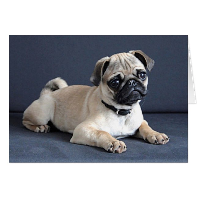 Canapé de Puppy (Devant horizontal)