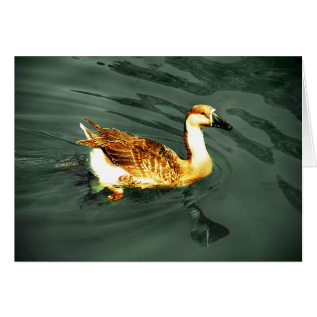 Canard (Devant horizontal)