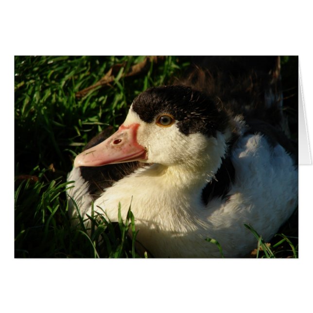 Canard (Devant horizontal)