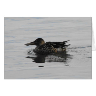 Canard à bec