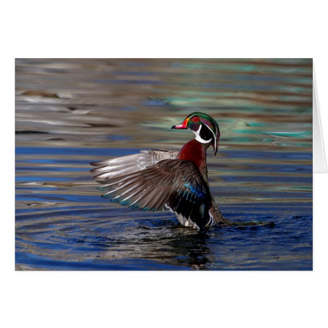 Canard à bois (Devant horizontal)