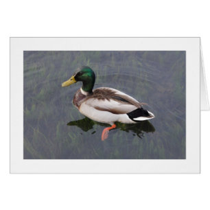 Canard à colle (Bordé)