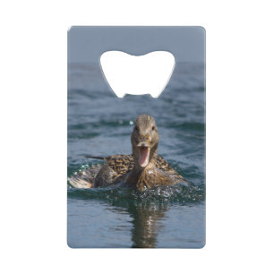 Canard avec bec ouvert