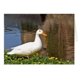 canard blanc001