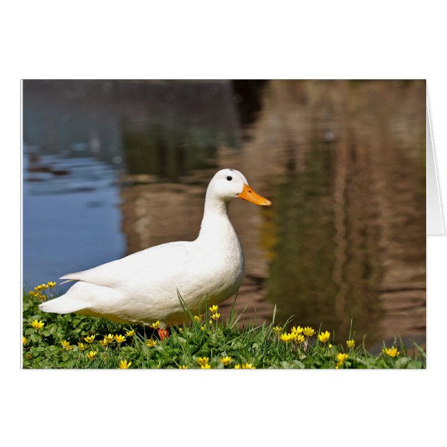 canard blanc001 (Devant horizontal)