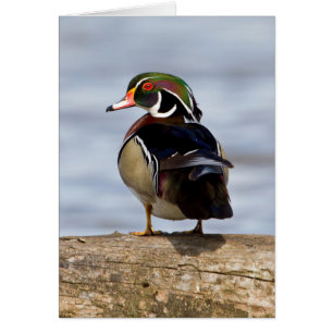 Canard branchu mâle sur une bûche dans une zone hu