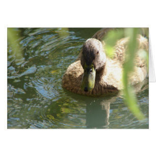 Canard dans l'eau