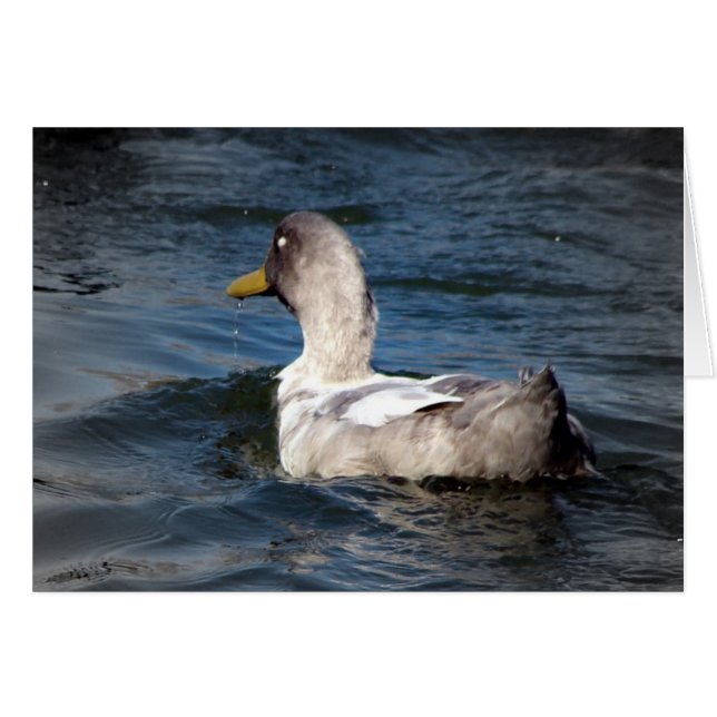 Canard dans l'eau (Devant horizontal)