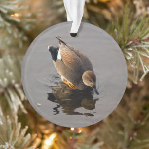 Canard de Gadwell et réflexion Noël à deux côt