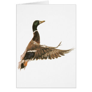 Canard de Mallard en vol