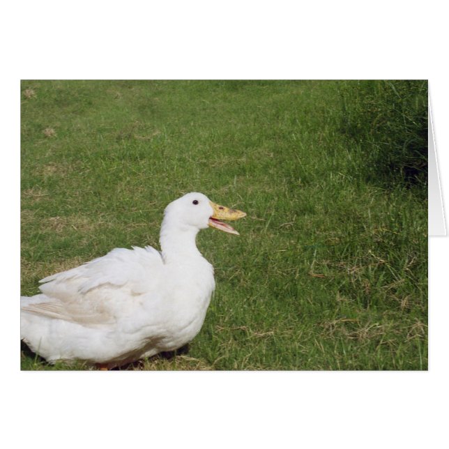 Canard de Pékin avec bec ouvert sur l'herbe verte (Devant horizontal)