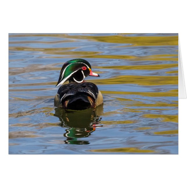 Canard en bois coloré (Devant horizontal)