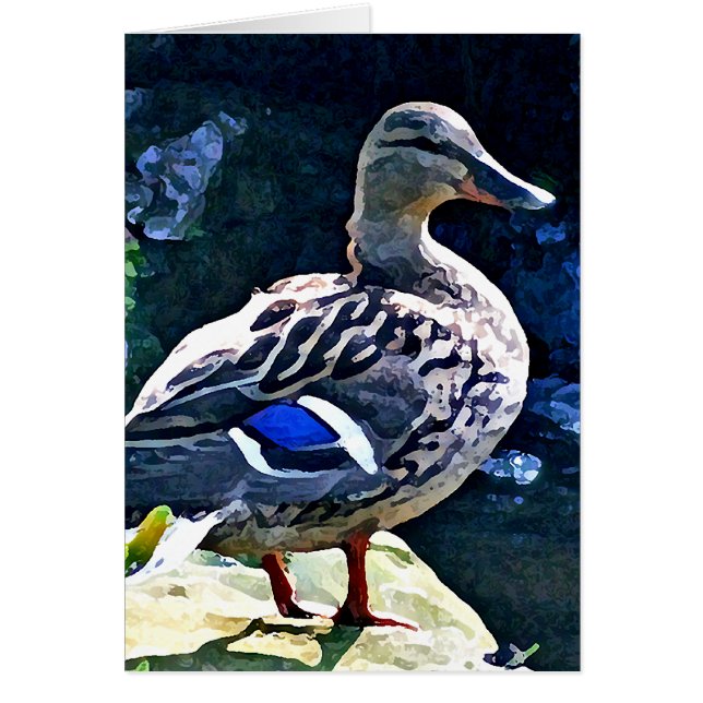 Canard femelle gardant un oeil sur vous (Devant)