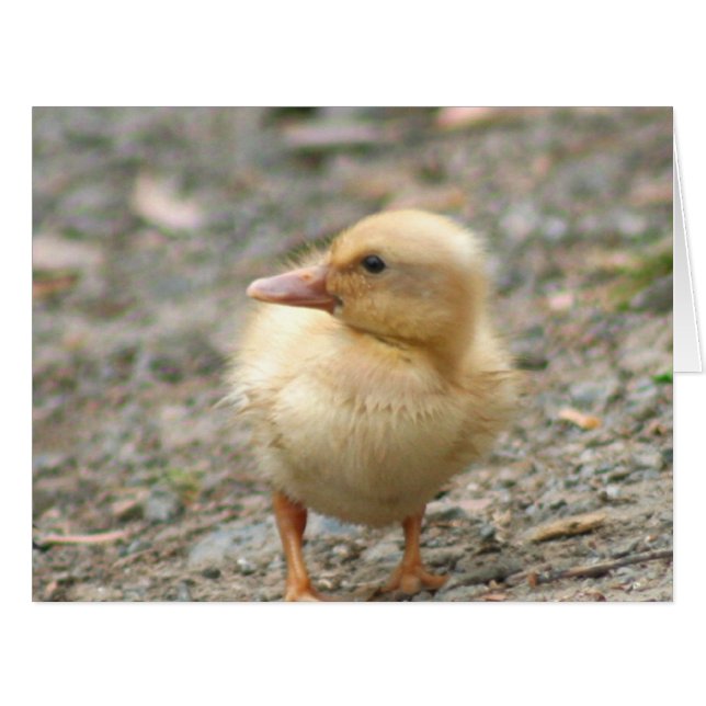 Canard jaune (Devant horizontal)