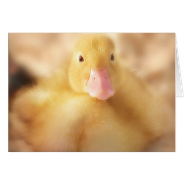 Canard Jaune Fuzzy Bébé de Pâques Canard (Devant Horizontal)