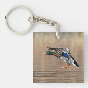 Canard Mallard en vol