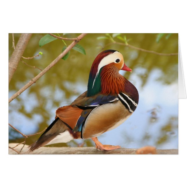 Canard mandarin (Devant horizontal)