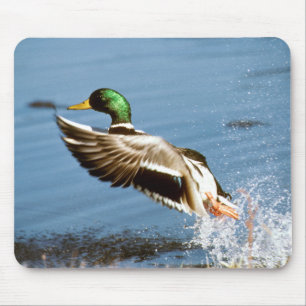 Canard sauvage - tapis de souris