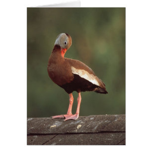 canard siffleur Noir-gonflé