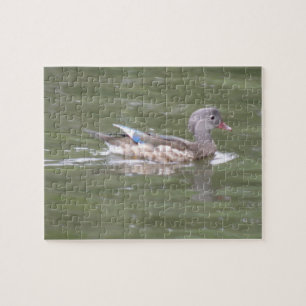 Canard sur le Puzzle du lac