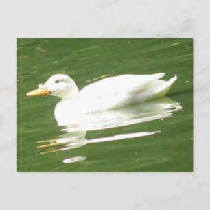 Canard sur l'eau Carte postale