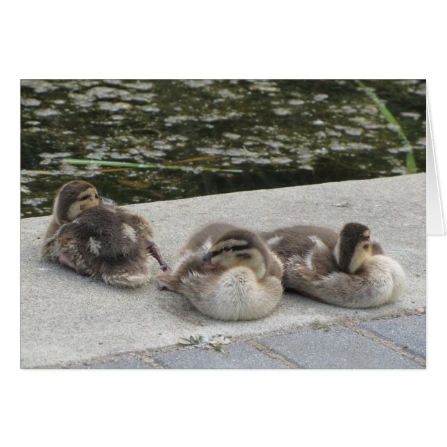 Canards bébé (Devant horizontal)