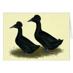 Canards : Black Crested