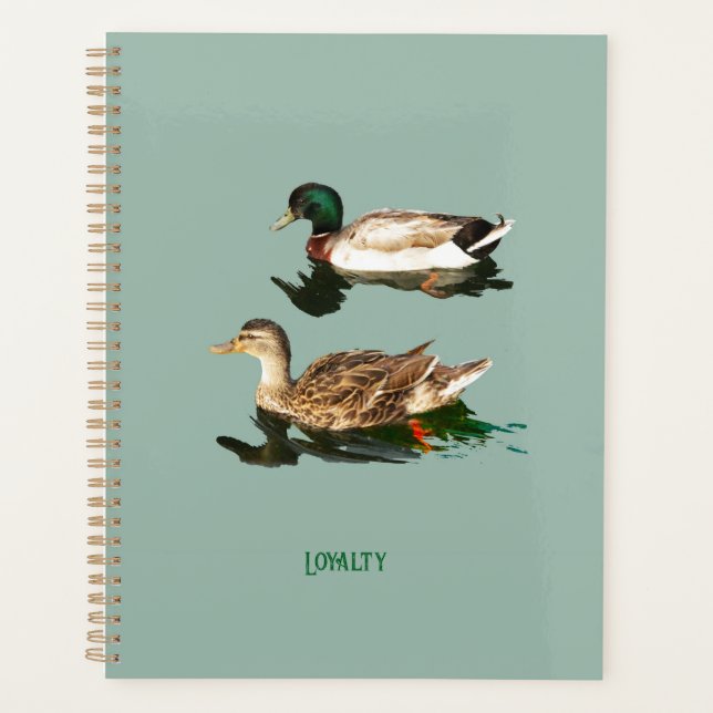 Canards colverts (Devant)