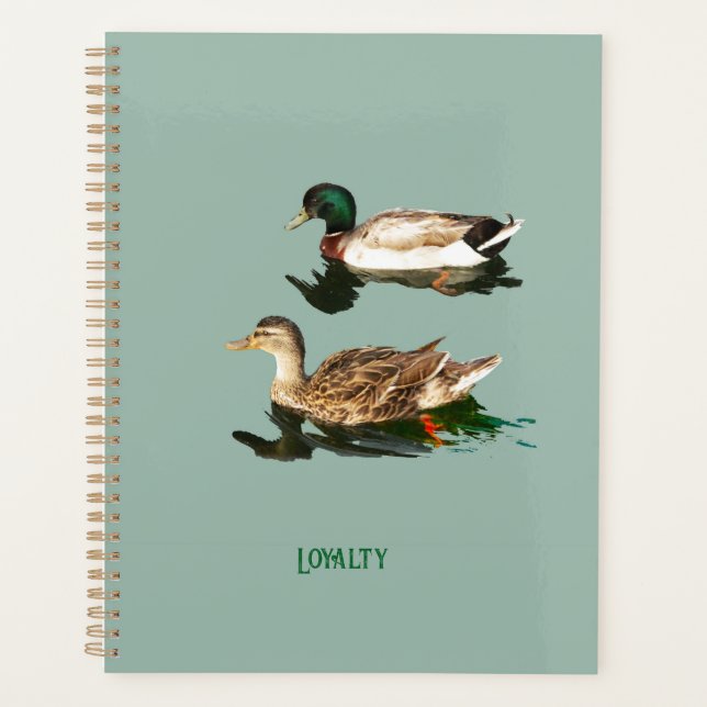 Canards colverts (Devant)