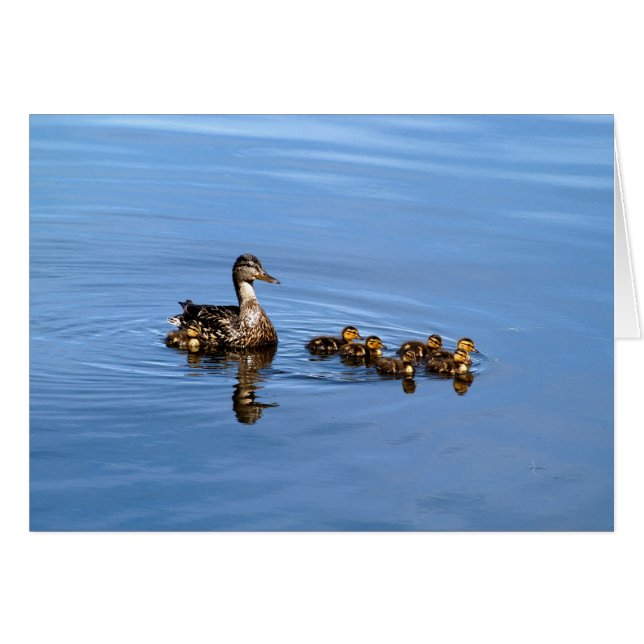 Canards colverts (Devant horizontal)