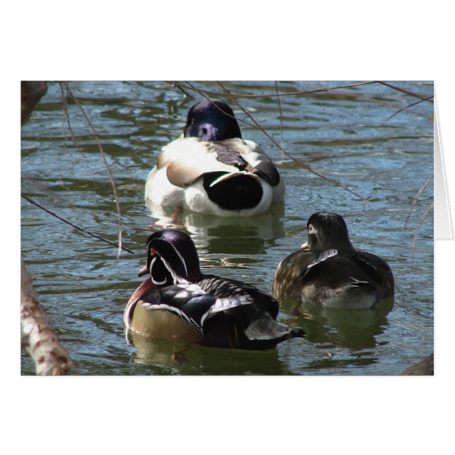 Canards dans le parc toutes les occasions carte de (Devant horizontal)