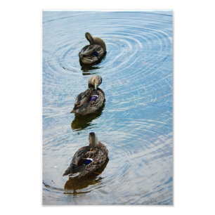Canards dans une photo d'en face
