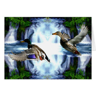 Canards de Mallard
