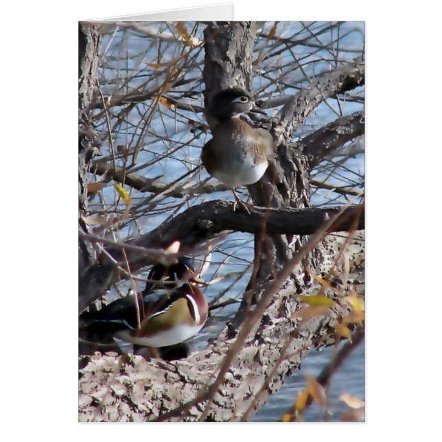 Canards en bois dans un arbre (Devant)