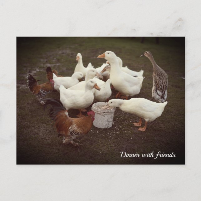 Canards et poulets Drôle Dîner Heure Carte postale (Devant)