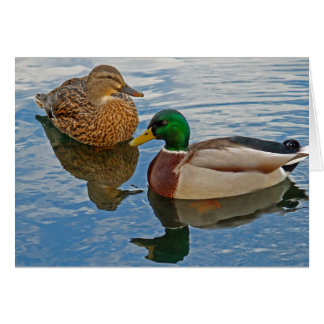 Canards masculins et femelles